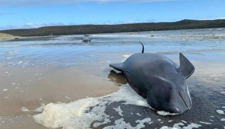 Αυστραλία: Νεκρές 200 φάλαινες που είχαν εξοκείλει σε παραλία της Τασμανίας