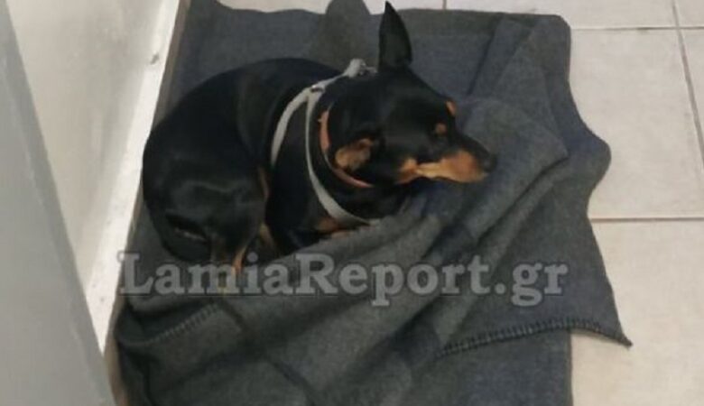 Φθιώτιδα: Σκυλάκι κατέληξε στο… κρατητήριο Αστυνομικού Τμήματος