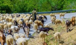 Προϊόν προστατευόμενης γεωγραφικής ένδειξης το αρνάκι Λήμνου με τη «βούλα» της Κομισιόν