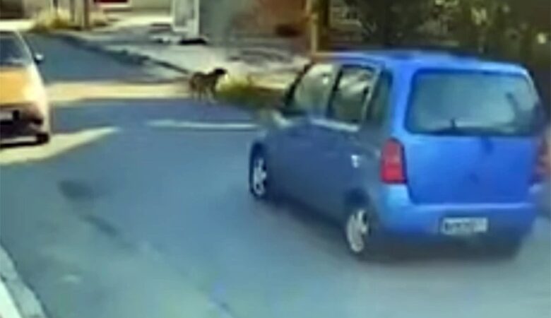 Θεσσαλονίκη: Οδηγός χτυπάει σκύλο με το αυτοκίνητο και τον παρατάει – Δείτε το βίντεο