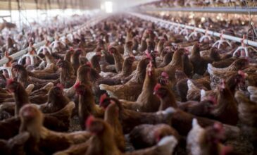 Ισπανία: Εντοπίστηκε σπάνιο κρούσμα μετάδοσης της γρίπης των πτηνών σε άνθρωπο