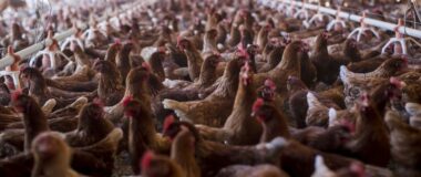 Γκίκας Μαγιορκίνης για ιό της γρίπης των πτηνών: Γιατί δεν μπορεί να προκαλέσει – προς το παρόν –  πανδημία