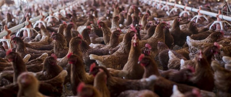 Γκίκας Μαγιορκίνης για ιό της γρίπης των πτηνών: Γιατί δεν μπορεί να προκαλέσει – προς το παρόν –  πανδημία