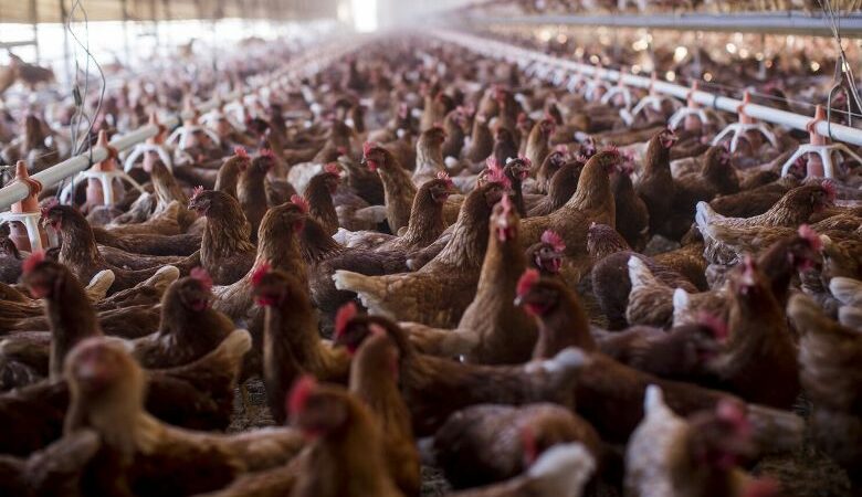 Γρίπη των πτηνών: Σφαγιάστηκαν περισσότερα από 50 εκατ. πουλερικά σε 37 χώρες