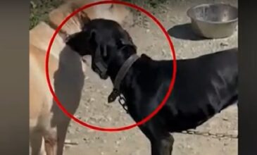 Εικόνες σοκ με ιδιοκτήτη σκύλου να διασκεδάζει κάνοντάς… ηλεκτροσόκ στο τετράποδο