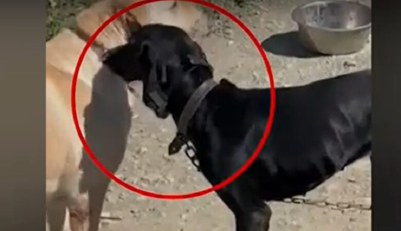 Ηράκλειο: «Θύμα πλεκτάνης» ο 67χρονος που έκανε ηλεκτροσόκ στον σκύλο του λέει η κόρη του