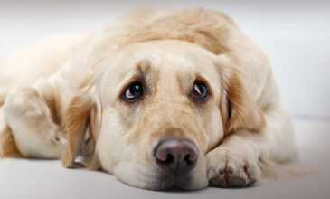 Σοκ στα Ιωάννινα: Άφησε τον σκύλο του να πεθάνει δεμένος