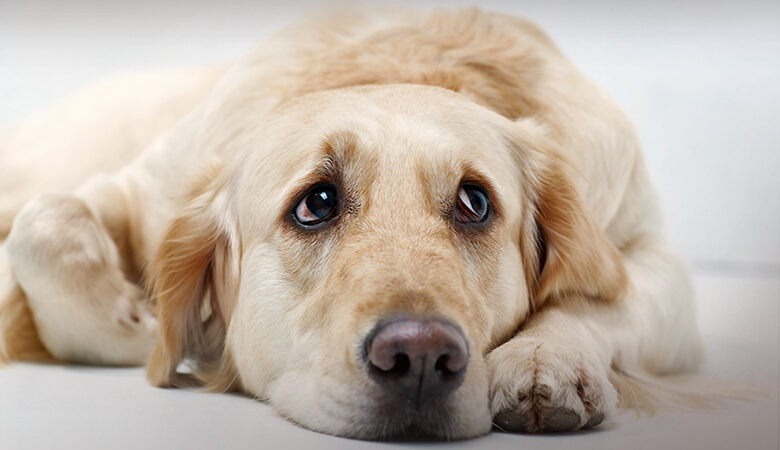 Πήλιο: Η συγκινητική ιστορία σκύλου που καθόταν πάνω στο άψυχο σώμα του αφεντικού του για τρεις ημέρες