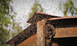 ΗΠΑ: Γυναίκα επιτέθηκε σε αστυνομικούς με… μέλισσες – Πήγαν να της επιδώσουν έξωση από το σπίτι