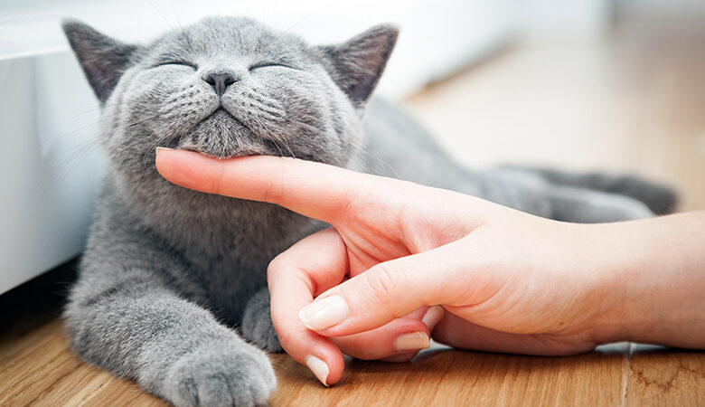 Πώς θα καταλάβεις ό,τι σε αγαπά η γάτα σου – Τα χαρακτηριστικά σημάδια