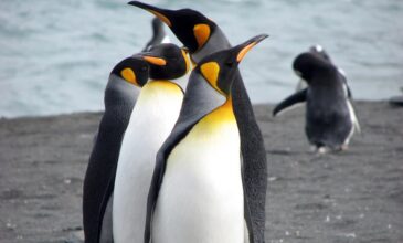 Σχεδόν 2.000 πιγκουίνοι βρέθηκαν νεκροί μέσα σε 10 ημέρες στην Ουρουγουάη