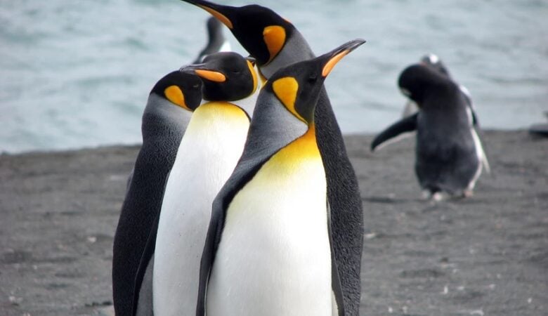 Γιατί οι αυτοκρατορικοί πιγκουίνοι της Ανταρκτικής κινδυνεύουν με εξαφάνιση
