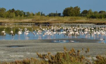 Λιμνοθάλασσα Αλυκής Αιγίου: Το εντυπωσιακό οικοσύστημα και καταφύγιο άγριας ζωής
