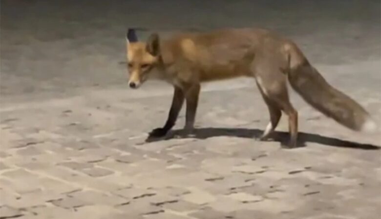 Ένα εξαιρετικά σπάνιο θέαμα: Αλεπού βγήκε για νυχτερινή…βόλτα στην Ακρόπολη