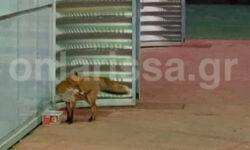 Λάρισα: Αλεπού πήγε… για ψώνια σε σούπερ μάρκετ