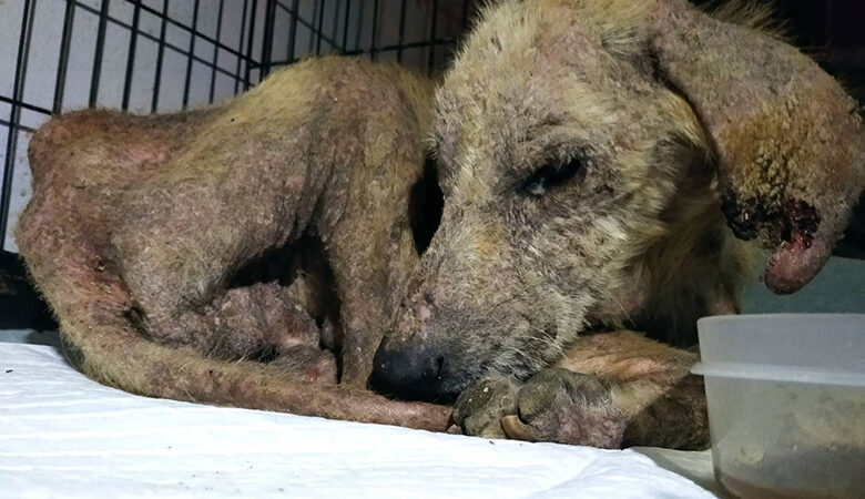 Ηλεία: Φιλοζωικός Σύλλογος έσωσε από το θάνατο σκυλάκι που είχε γίνει σαν φάντασμα – Εικόνες και βίντεο