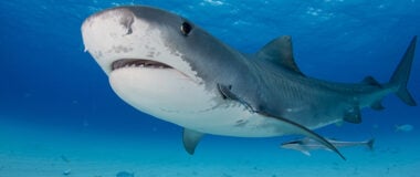 Καρχαρίας κολυμπά στη μαρίνα…της Γλυφάδας