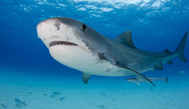 Μπαχάμες: Χάρη σε καρχαρίες-τίγρεις ανακαλύφθηκε το μεγαλύτερο θαλάσσιο δάσος φανερόγαμων στον πλανήτη