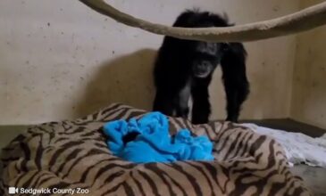 ΗΠΑ: Η συγκλονιστική αντίδραση χιμπατζίνας όταν αντίκρυσε το μωρό της για πρώτη φορά