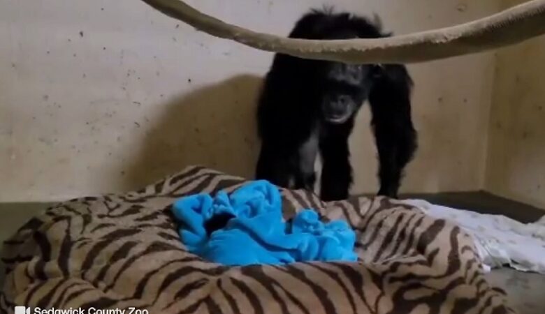 ΗΠΑ: Η συγκλονιστική αντίδραση χιμπατζίνας όταν αντίκρυσε το μωρό της για πρώτη φορά