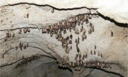 «Πλούσιες» σε νυχτερίδες κεντρική και Δυτική Μακεδονία – Τι συμβαίνει με τις ασθένειες