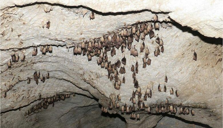«Πλούσιες» σε νυχτερίδες κεντρική και Δυτική Μακεδονία – Τι συμβαίνει με τις ασθένειες