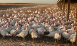 Βρετανία: Οι μισές γαλοπούλες ελευθέρας βοσκής που ήταν για τα Χριστούγεννα πέθαναν ή σφαγιάστηκαν λόγω της γρίπης των πτηνών