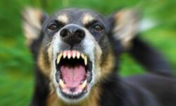 Ηλεία: Πώς γλίτωσε ζευγάρι ηλικιωμένων από επίθεση αδέσποτων σκύλων στον Αμπελόκαμπο