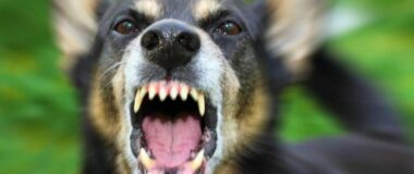 «Δεν προλάβαμε να αντιδράσουμε», λέει αυτόπτης μάρτυρας για την επίθεση σκύλου σε 6χρονη στη Μεσσηνία