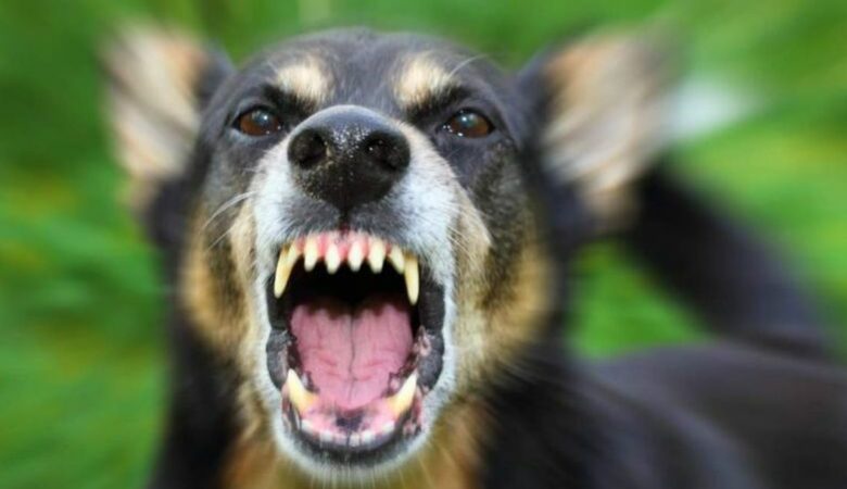 Ηλικιωμένος δέχθηκε επίθεση από σκύλους – «Δεν μπορούσαμε να παρέμβουμε καθώς σκεφτόμαστε πως οποιοδήποτε χτύπημα ζώου μπορεί να μας μετατρέψει σε κατηγορούμενους»