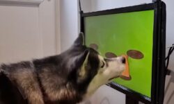 Βρετανική startup αναπτύσσει βιντεοπαιχνίδια για… σκύλους
