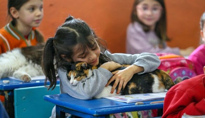 Τουρκία: Δημοτικό σχολείο φιλοξενεί περισσότερες… γάτες από μαθητές