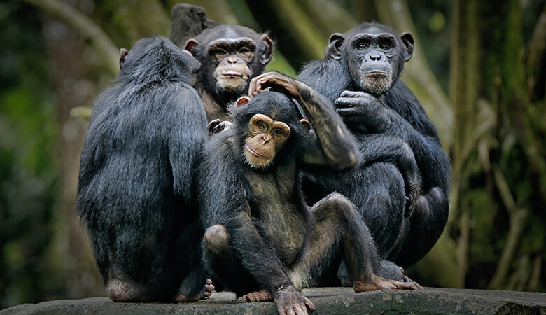 Σουηδία: Τρεις χιμπατζήδες θανατώθηκαν επειδή το έσκασαν από τον περίβολό τους σε ζωολογικό κήπο