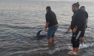 Ρέθυμνο: Μικρή φάλαινα βγήκε σε παραλία – Πολίτες την βοήθησαν να γυρίσει στη θάλασσα