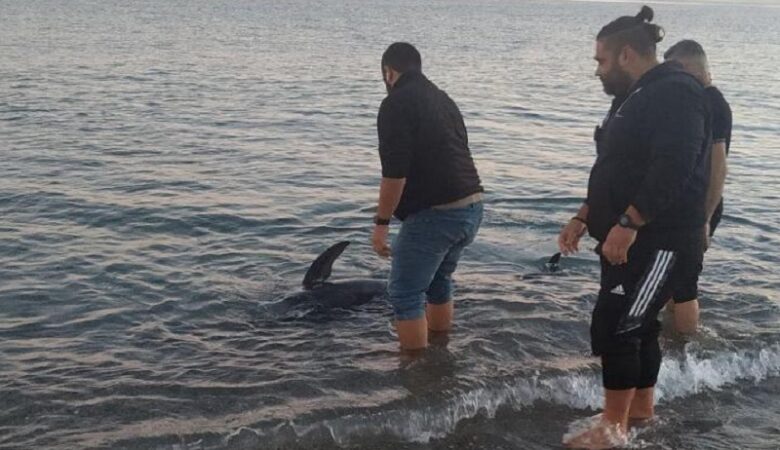 Ρέθυμνο: Μικρή φάλαινα βγήκε σε παραλία – Πολίτες την βοήθησαν να γυρίσει στη θάλασσα