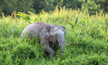 Μαλαισία: «Πυγμαίος» ελέφαντας σκότωσε 49χρονο φύλακα σε ζωολογικό πάρκο