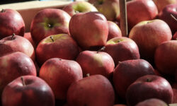 Αποζημίωση των παραγωγών μήλων και καστάνων της Μαγνησίας