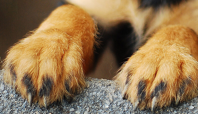 Σέρρες: Θανάτωσαν με φόλα τον σκύλο του δημάρχου Σιντικής μέσα στην αυλή του