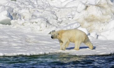 ΗΠΑ: Πολική αρκούδα επιτέθηκε και σκότωσε μια γυναίκα και ένα αγόρι στην Αλάσκα