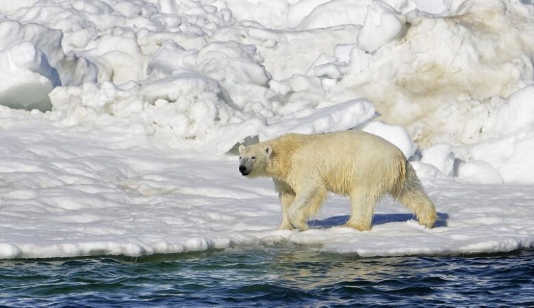 ΗΠΑ: Πολική αρκούδα επιτέθηκε και σκότωσε μια γυναίκα και ένα αγόρι στην Αλάσκα