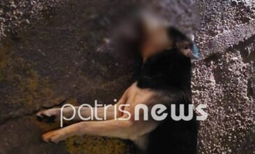 Κτηνωδία στο Βαρθολομιό: Έριξαν φόλες σε δεκαέξι ζώα – Τα 14 πέθαναν