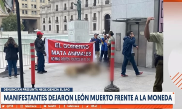 Σοκ στη Χιλή: Διαμαρτυρόμενοι άφησαν νεκρό λιοντάρι έξω από το προεδρικό μέγαρο – Δείτε βίντεο