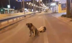 Κρήτη: Το συγκινητικό βίντεο με σκύλο που υπερασπίζεται τον τετράποδο φίλο του που σκοτώθηκε στην άσφαλτο