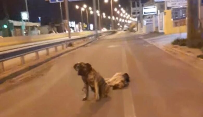 Κρήτη: Το συγκινητικό βίντεο με σκύλο που υπερασπίζεται τον τετράποδο φίλο του που σκοτώθηκε στην άσφαλτο