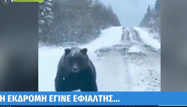 Καϊμακτσαλάν: Οδηγός «έπεσε πάνω» σε αρκούδα – «Σοκαρίστηκα με το μέγεθός της, ήταν τεράστια»