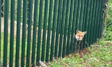Θρακομακεδόνες: Αλεπού σφήνωσε σε κάγκελα αυλής σπιτιού