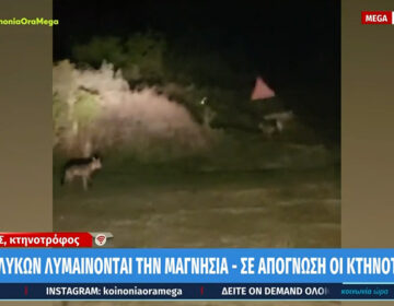 Μαγνησία: Λύκοι κατασπάραξαν 15 πρόβατα σε μισή ώρα – Τρώνε ακόμα και τα σκυλιά