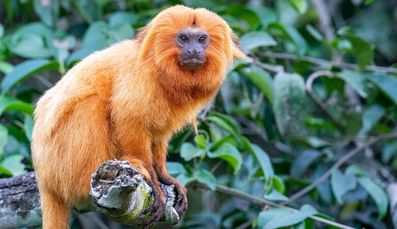 ΗΠΑ: Βρέθηκαν ζωντανοί οι δύο σπάνιοι πίθηκοι που είχαν εξαφανιστεί από τον ζωολογικό κήπο του Ντάλας