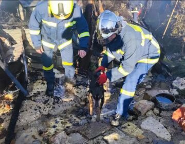Ιωάννινα: Νεκρά πέντε κυνηγόσκυλα από φωτιά σε αποθήκη στην Ανατολή