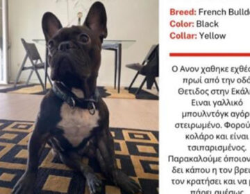 Εκάλη: Χάθηκε μαύρο γαλλικό μπουλντόγκ από την οδό Θέτιδος
